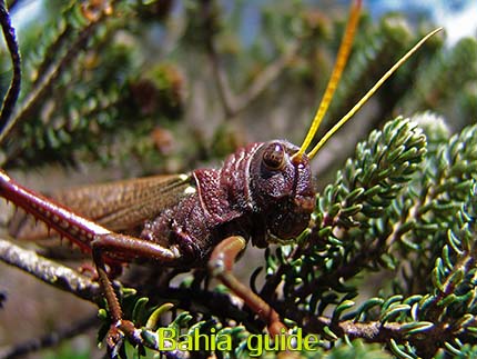 Insects are strange, this flying grass-hopper you could meet while visiting Chapada Diamantiana national park with Ivan Salvador da Bahia & official tour guide / #ibtg #ibg #ivanbahiaguide #ivanbahiatravelguide #zenturturismo #ivanchapadadiamantinaguide #valedopati #patyvalley #pati #viapati #valecapao #ivanchapadaguide #chapadadiamantinatransfer #chapadatrekking #chapadaroots #chapadasoul #lencoisbahia #chapadadiamantinatrekking #ivanchapadadiamantinaguide  #chapadadiamantinaguide  #guidechapadadiamantina #lencois #lençois #chapadaadventuredaniel #diamondmountains #zentur # #guiachapadadiamantina #chapadaaventure #discoverchapada #chapadadiamond #chapadasoul #diamantinatrip  #tripadvisor #bahiametisse, #fernandobingre, #ivansalvadorbahia #salvadorbahiaTravel #toursbylocals #fotosbahia #bahiafotos #chapadadiamantinanationalpark