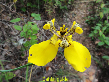 Wilde orchidee, fotos Chapada Diamantina nationaal park, wandelingen & trekking met vlaamse reis-gids Ivan (die al 10 jaar in Bahia woont) voor uw rond-reis met begeleiding in het Nederlands in Brazilië