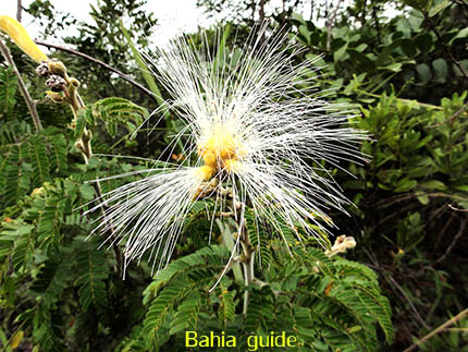 Special bloemen kan je hier op elk moment vinden, fotos Chapada Diamantina nationaal park, wandelingen & trekking met vlaamse reis-gids Ivan (die al 10 jaar in Bahia woont) voor uw rond-reis met begeleiding in het Nederlands in Brazilië