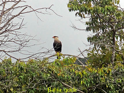 Roofvogel op uitkijk, fotos Chapada Diamantina nationaal park, wandelingen & trekking met vlaamse reis-gids Ivan (die al 10 jaar in Bahia woont) voor uw rond-reis met begeleiding in het Nederlands in Brazilië