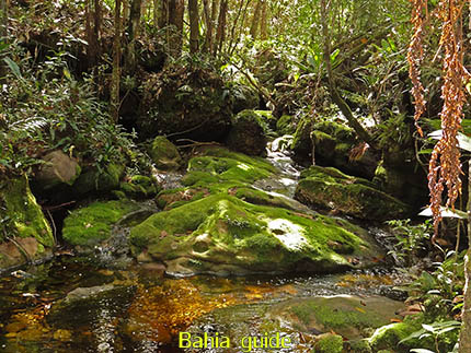 Muggen-bos, fotos Chapada Diamantina nationaal park, wandelingen & trekking met vlaamse reis-gids Ivan (die al 10 jaar in Bahia woont) voor uw rond-reis met begeleiding in het Nederlands in Brazilië