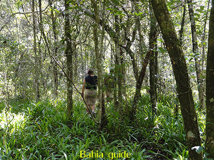 tropisch bos, fotos Chapada Diamantina nationaal park, wandelingen & trekking met vlaamse reis-gids Ivan (die al 10 jaar in Bahia woont) voor uw rond-reis met begeleiding in het Nederlands in Brazilië