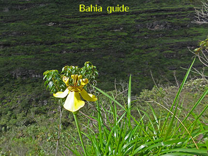 wilde orchidee, fotos Chapada Diamantina nationaal park, wandelingen & trekking met vlaamse reis-gids Ivan (die al 10 jaar in Bahia woont) voor uw rond-reis met begeleiding in het Nederlands in Brazilië