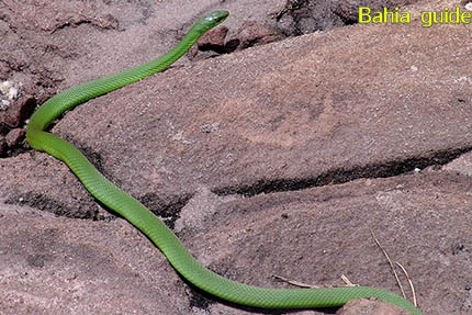 Een slang opletten waar je je voeten zet dus, fotos Chapada Diamantina nationaal park, wandelingen & trekking met vlaamse reis-gids Ivan (die al 10 jaar in Bahia woont) voor uw rond-reis met begeleiding in het Nederlands in Brazilië