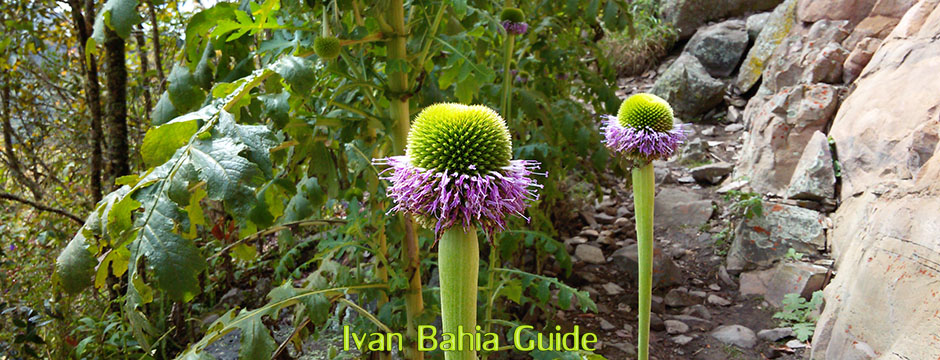 Flowers in the Valé do Pati with Ivan Salvador da Bahia & Chapada Diamantiana national park's official tour guide