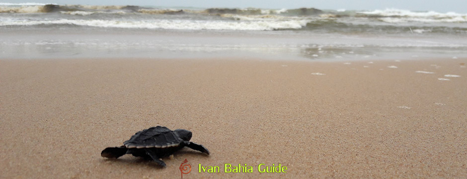 Course pour la vie de cette petite tortue (à peine née) vers l'ocean Atlantique