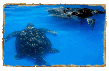 Schildpadden Projeto Tamar Ivan Bahia reis-gids / tour/guide